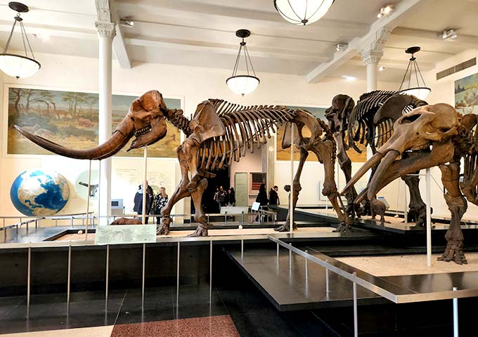 חורף בניו יורק - מוזיאון הטבע